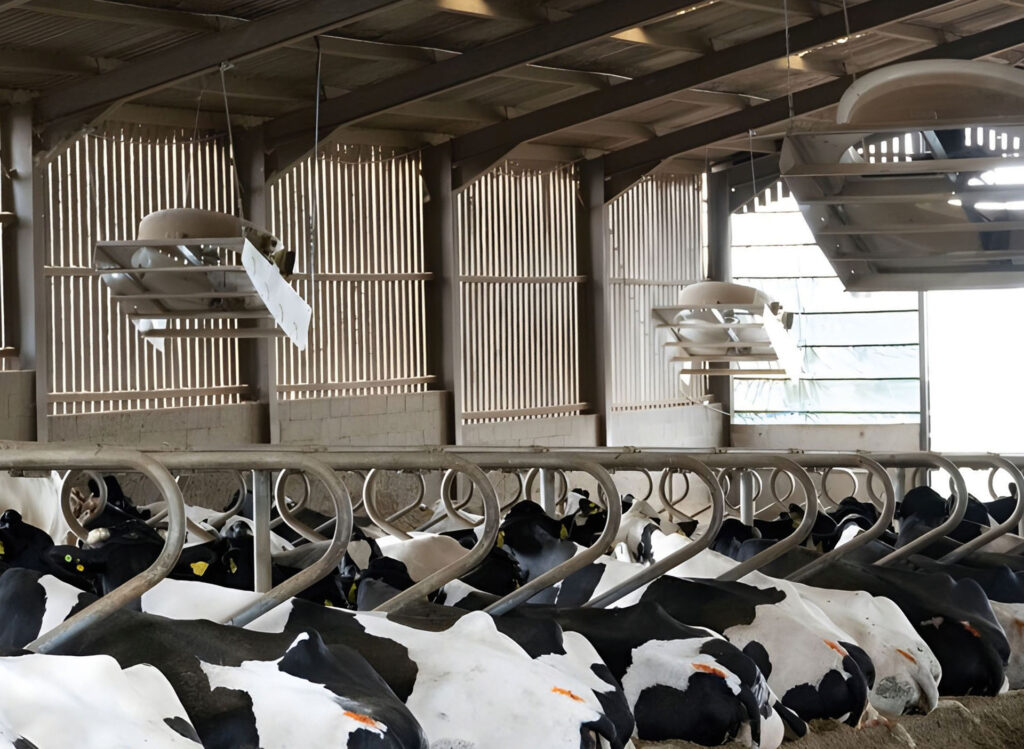 Kuhstall mit liegenden Milchkühen und moderner Stalllüftung an der Decke